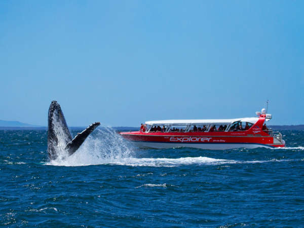 Humpback Whale Length and Weight - Dolphin Watch Cruises Jervis Bay